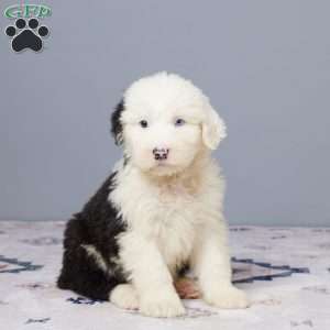 Hunter, Old English Sheepdog Puppy